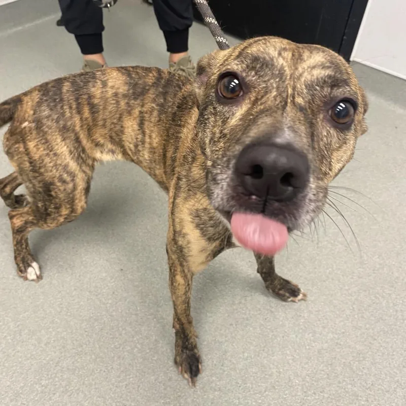An adult medium-sized female Brindle Mountain Cur dog named Madam Nova for adoption in Abilene, TX
