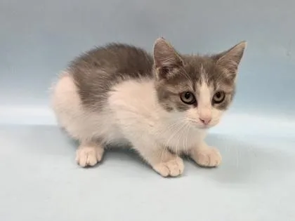 A baby small-sized female Domestic Short Hair cat named Echo for adoption in Woodbury, MN