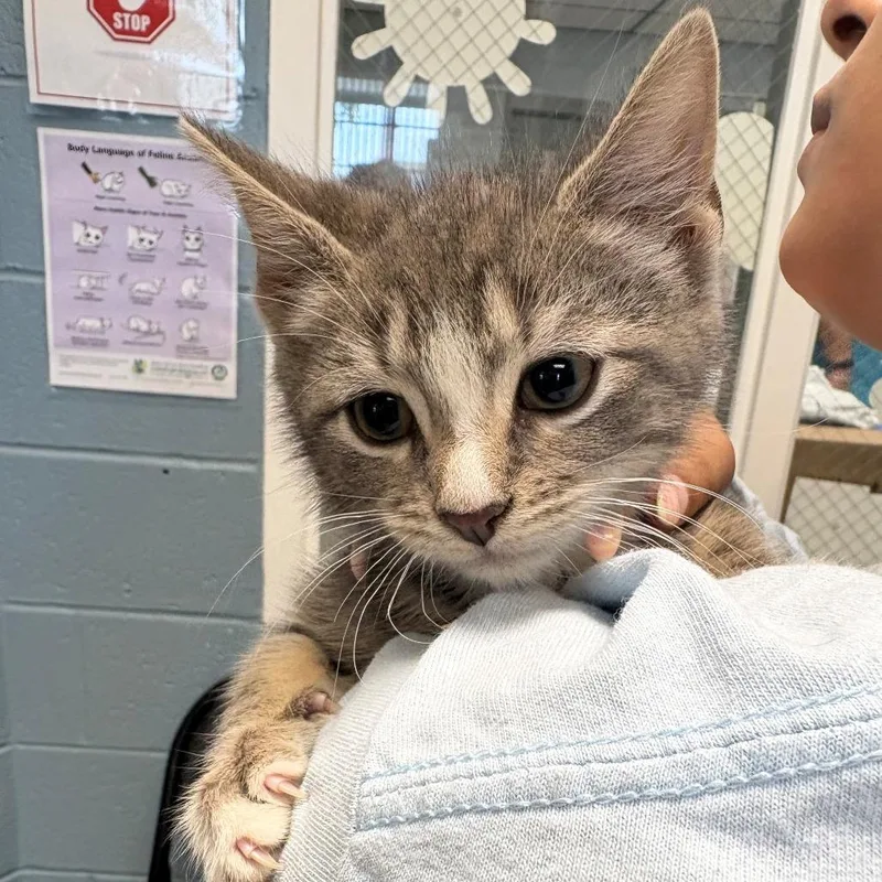 A baby small-sized male Gray / Blue / Silver Domestic Short Hair cat named James for adoption in East Hanover, NJ
