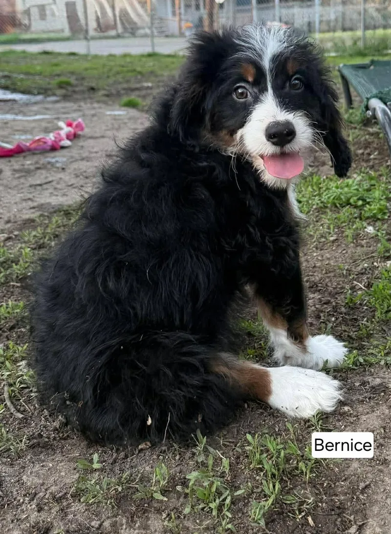 A baby medium-sized female Tricolor (Brown, Black, & White) Bernadoodle dog named Bernice for adoption in St. Clairsville, OH