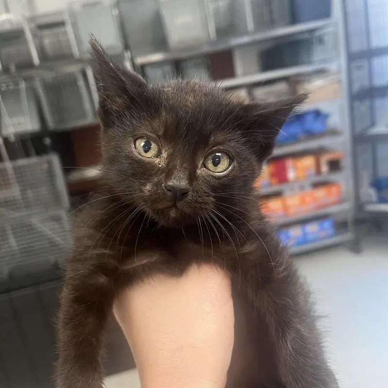 A baby small-sized female Black Domestic Short Hair cat named JungleC for adoption in East Saint Louis, IL