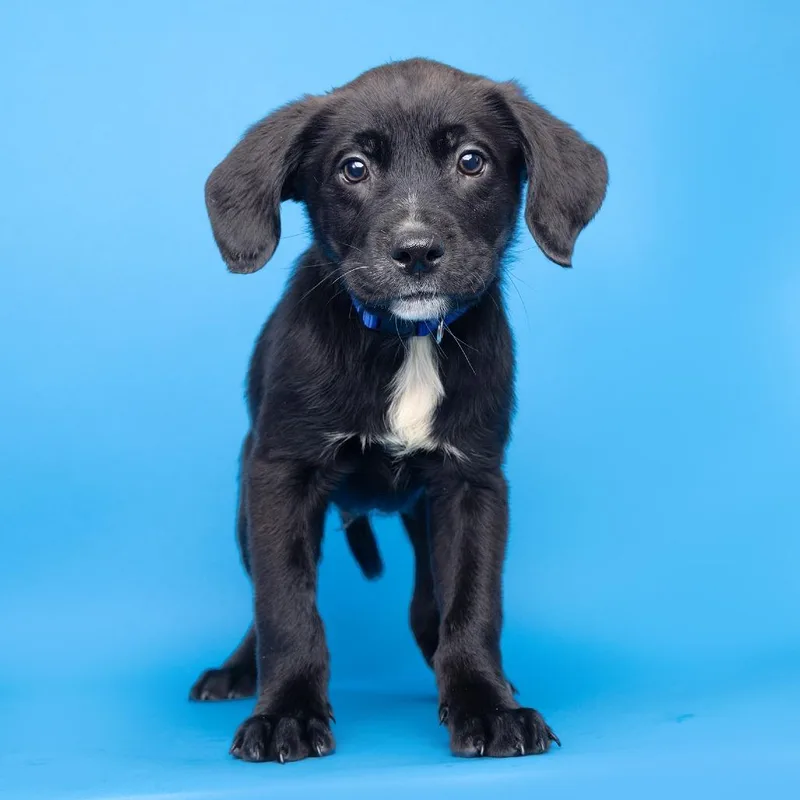 A baby medium-sized male Black Mixed Breed dog named Bogdan for adoption in Franklin, TN