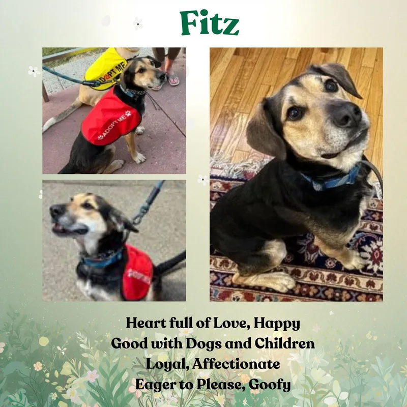 An adult medium-sized male German Shepherd Dog dog named Fitz for adoption in Baltimore, MD