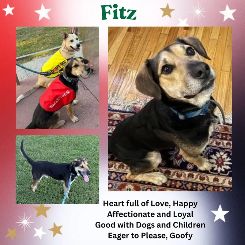 Fitz thumbnail 2