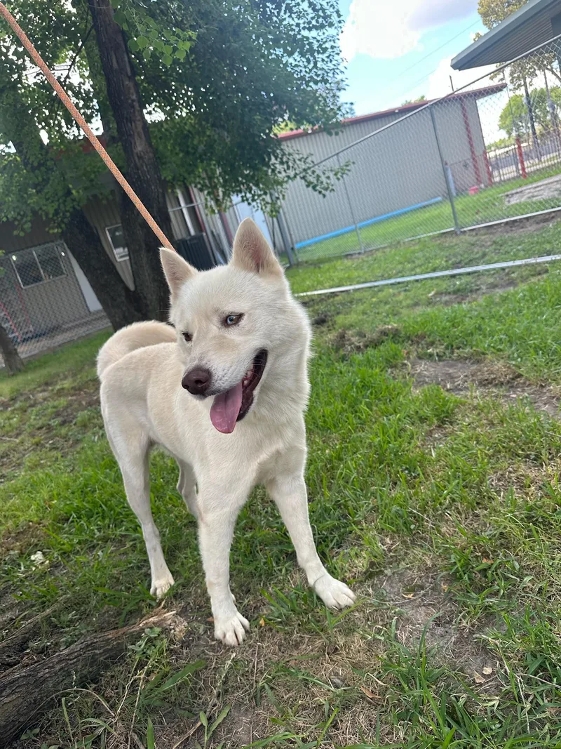 Survivant thumbnail 2