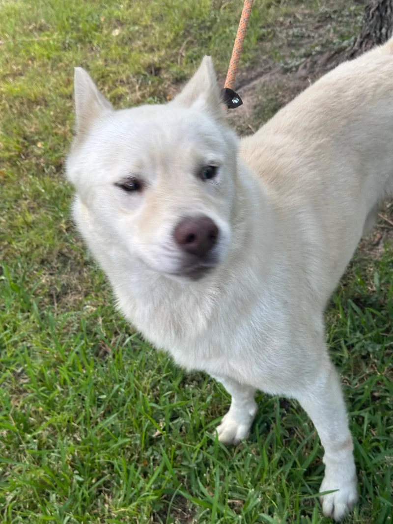 Survivant thumbnail 3