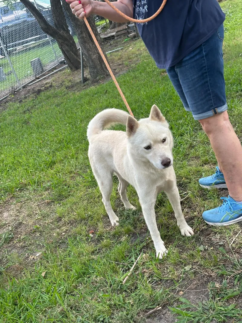 Survivant thumbnail 4