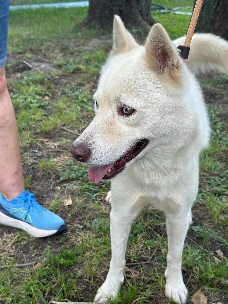 Survivant thumbnail 5