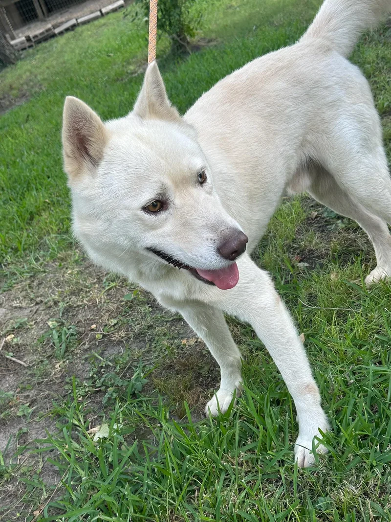 Survivant thumbnail 6