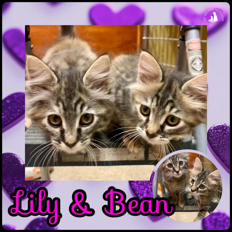 A young medium-sized female Tabby (Buff / Tan / Fawn) Domestic Medium Hair cat named Lily & Bean for adoption in San Jose, CA