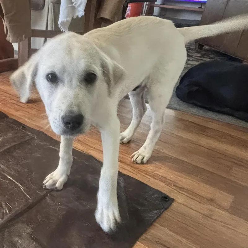 Red  Monthold Male thumbnail 2