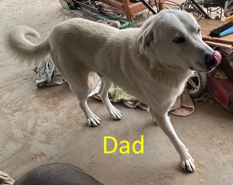 Red  Monthold Male thumbnail 3