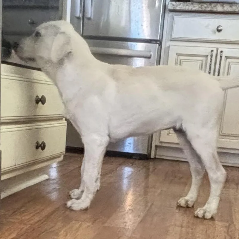 Red  Monthold Male thumbnail 4