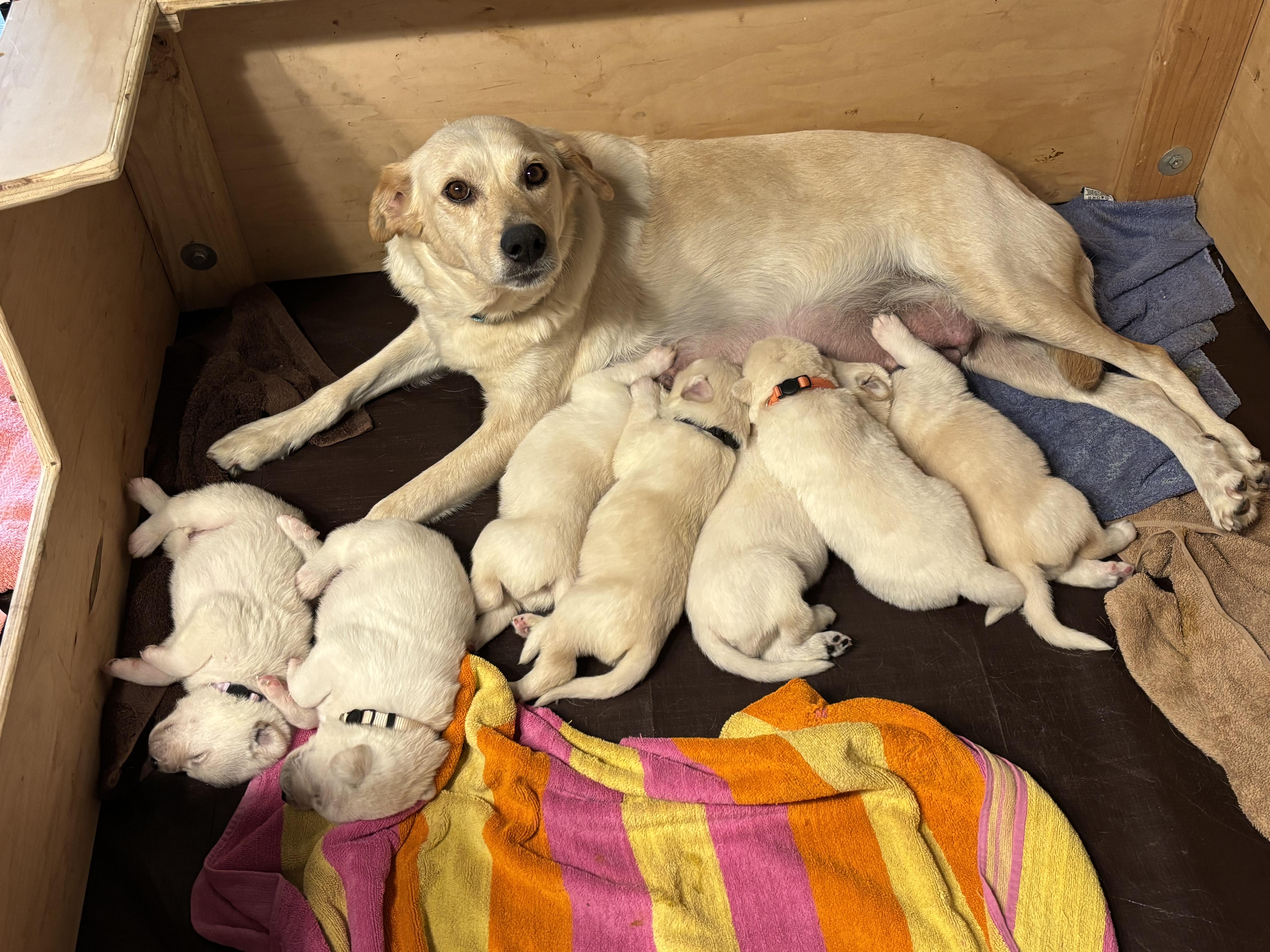 Red  Monthold Male thumbnail 5