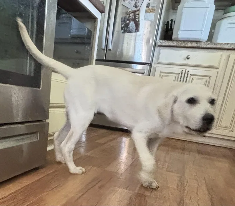 Red  Monthold Male thumbnail 6