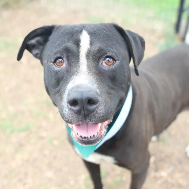An adult large-sized male American Staffordshire Terrier dog named Grande for adoption in San Antonio, TX