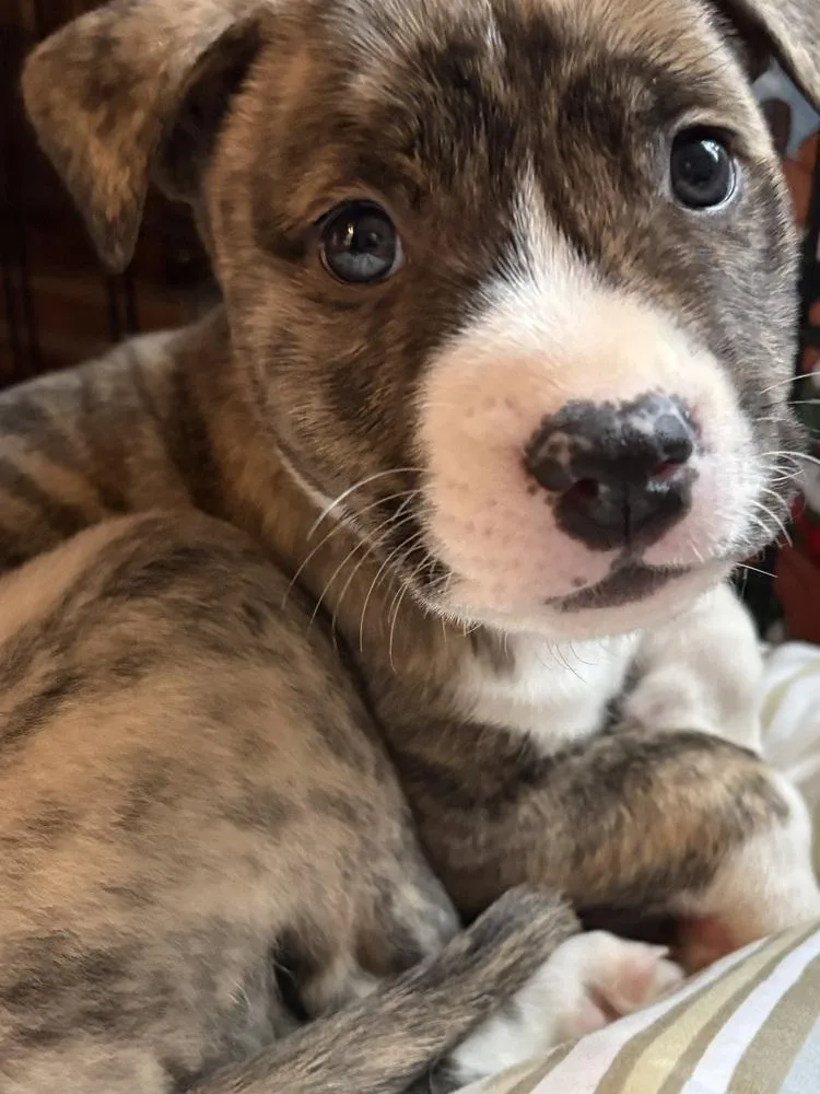 A baby medium-sized male Mixed Breed dog named Captain Crunch for adoption in Clinton Township, MI