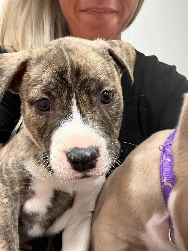 Captain Crunch thumbnail 2