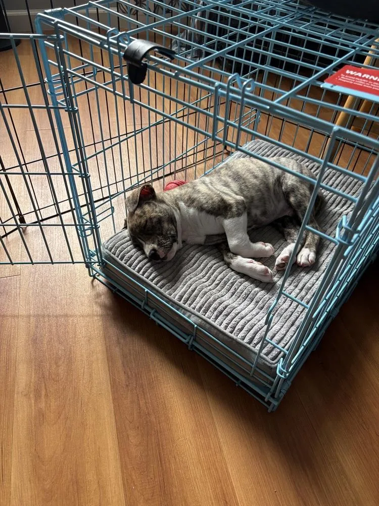 Captain Crunch thumbnail 4