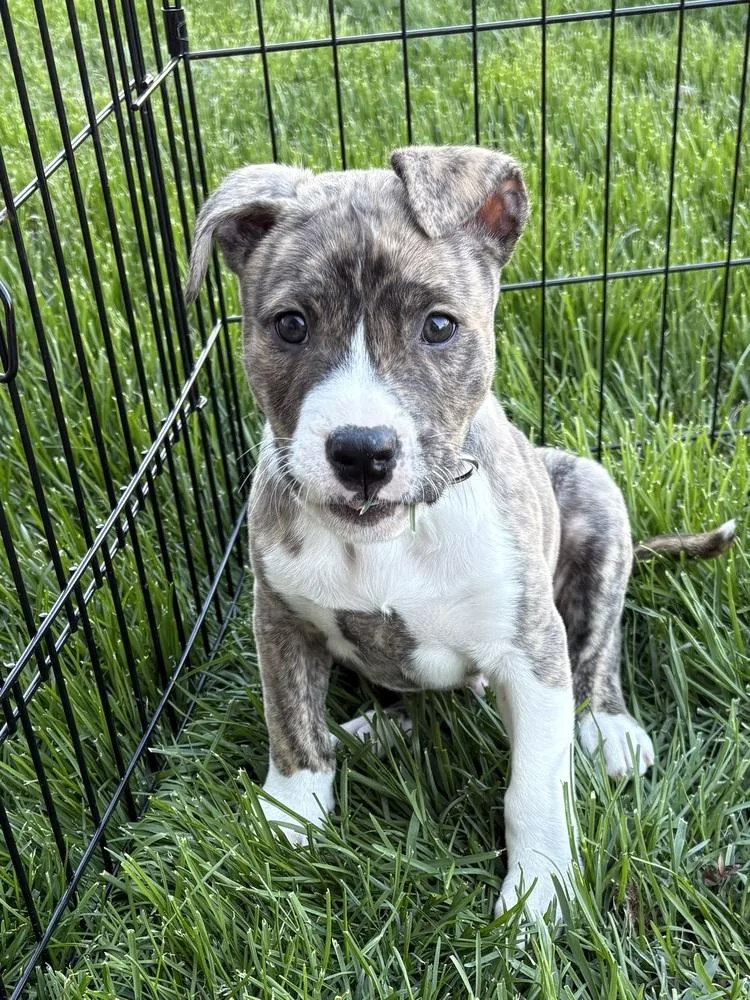 Captain Crunch thumbnail 5