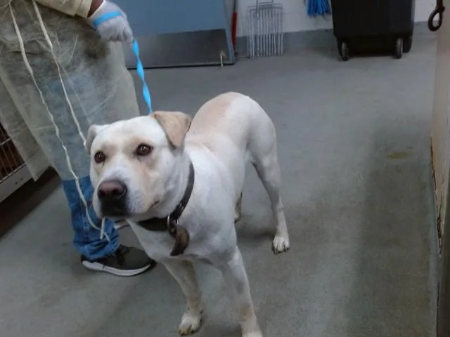 An adult large-sized male Labrador Retriever dog named Benny for adoption in Salinas, CA