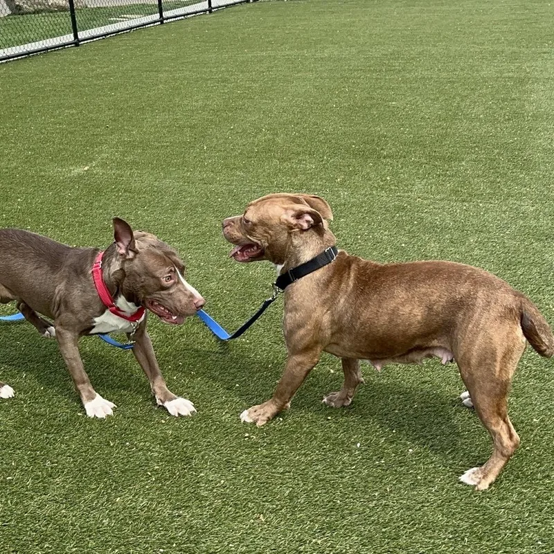 An adult medium-sized female Brown / Chocolate Mixed Breed dog named April Jonas for adoption in Philadelphia, PA