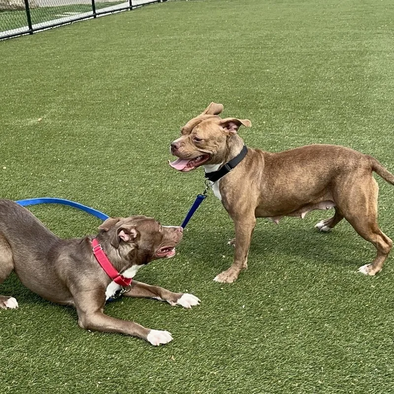 April Jonas thumbnail 6