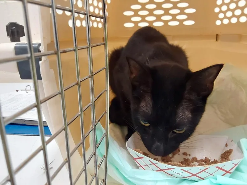 A young medium-sized male Domestic Short Hair cat named 2026-07-032 for adoption in Winder, GA
