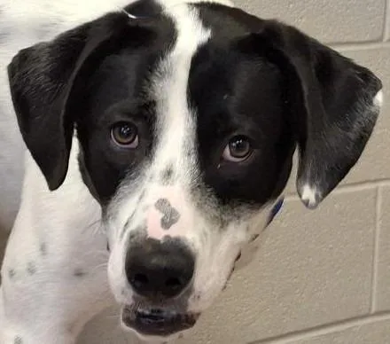 A baby medium-sized female Great Pyrenees dog named Nova for adoption in Brenham, TX