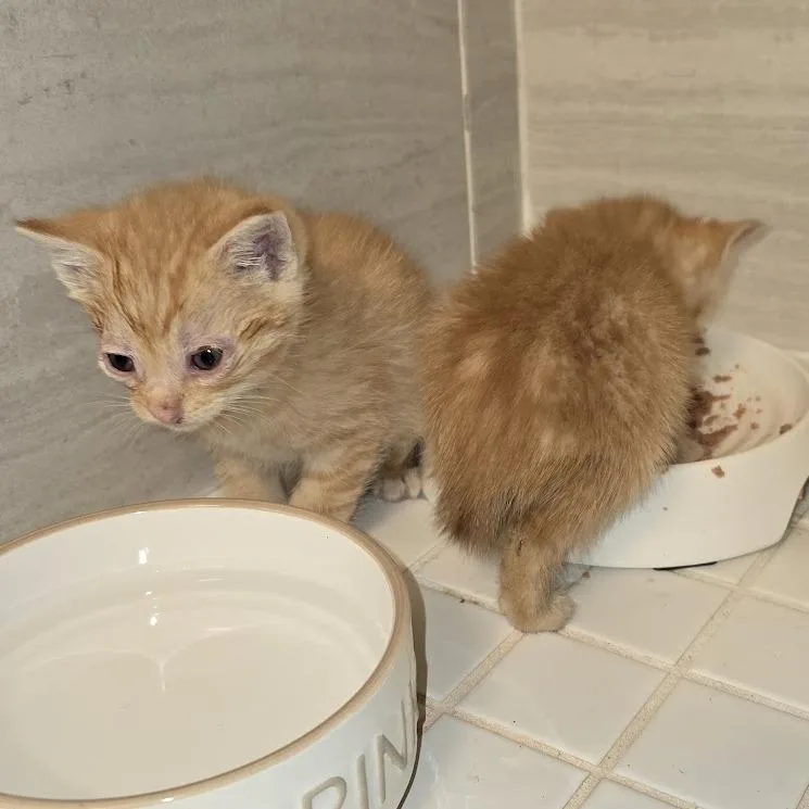 A baby small-sized male Orange / Red Domestic Short Hair cat named Yarrow for adoption in Brooklyn, NY