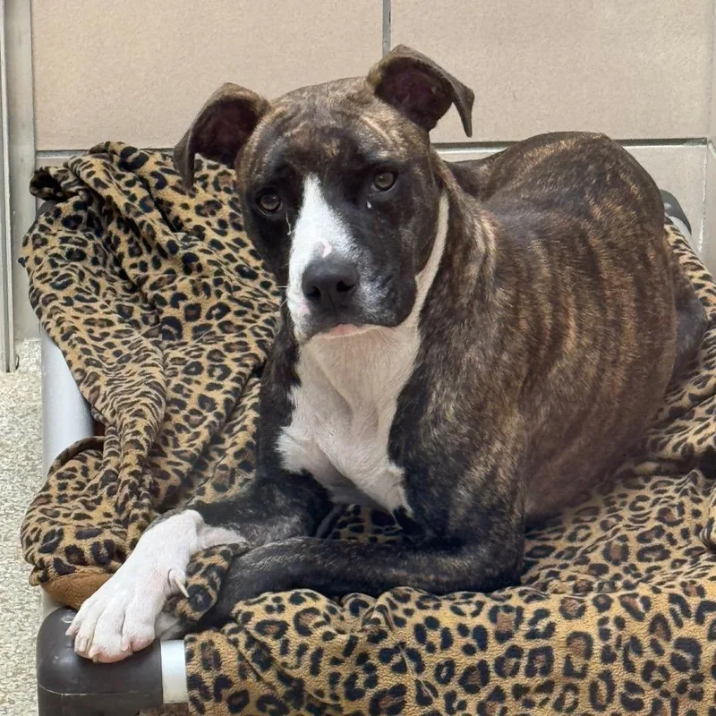 A baby medium-sized female American Staffordshire Terrier dog named MONTStray for adoption in Perkiomenville, PA