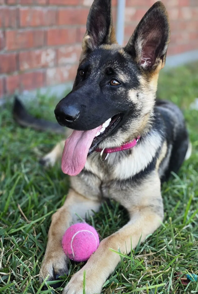 Sasha thumbnail 3