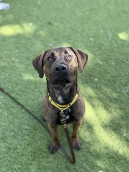 An adult large-sized male Terrier dog named Finn for adoption in North Miami Beach, FL