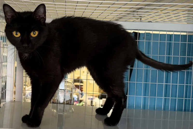 An adult medium-sized female Domestic Short Hair cat named Manon for adoption in Claremont, NH