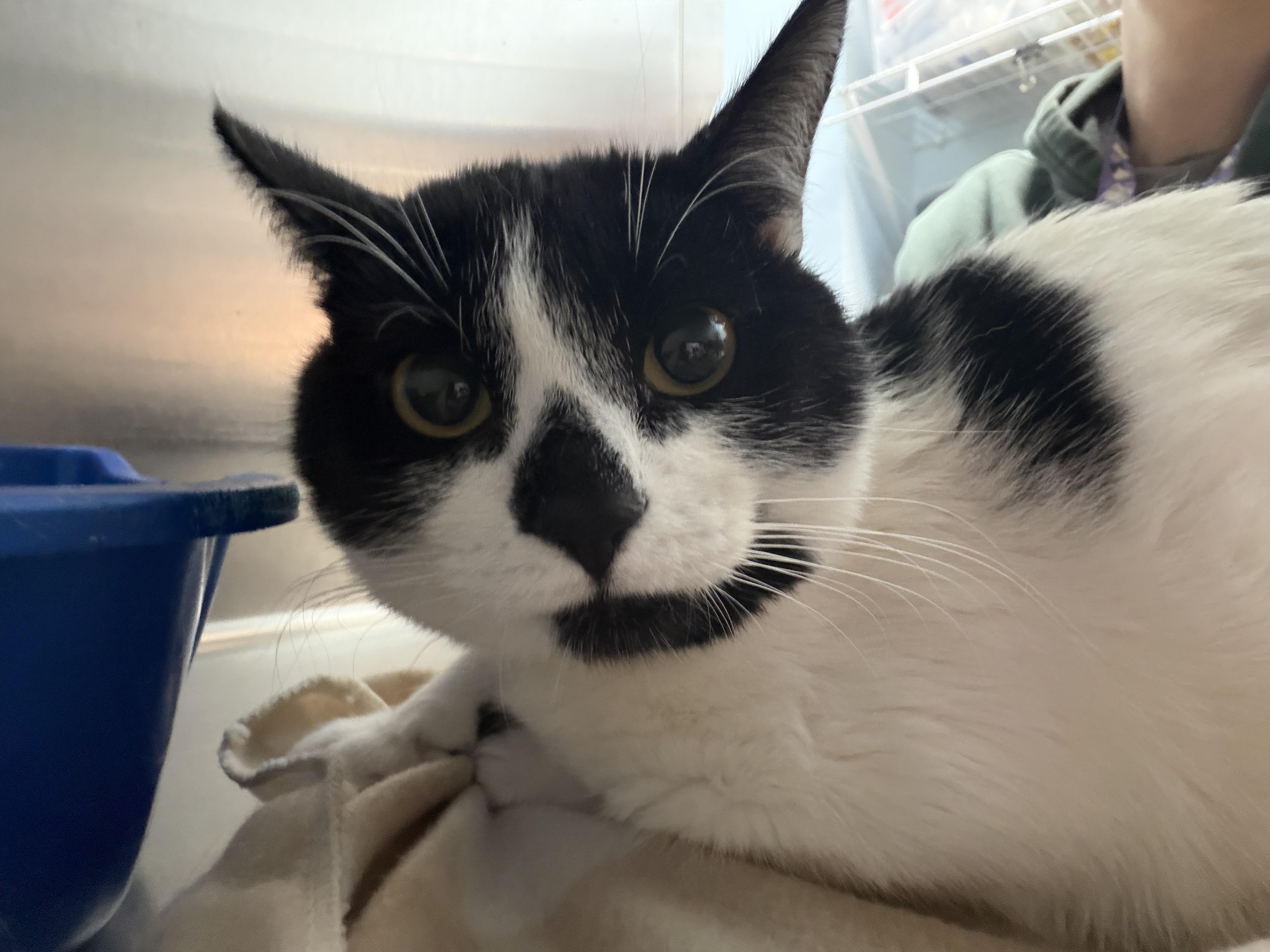 A young medium-sized male Black & White / Tuxedo Domestic Short Hair cat named Panda for adoption in Worcester, MA