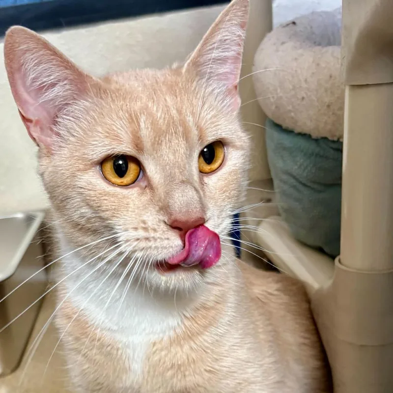 An adult large-sized female Buff / Tan / Fawn Domestic Short Hair cat named Buri for adoption in Riverside, CA