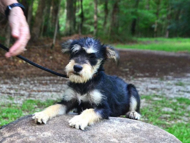 A baby small-sized male Brown / Chocolate Schnauzer dog named Zack for adoption in Willingboro, NJ
