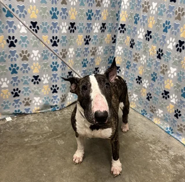 An adult medium-sized female Bull Terrier dog named Chica for adoption in Rosenberg, TX