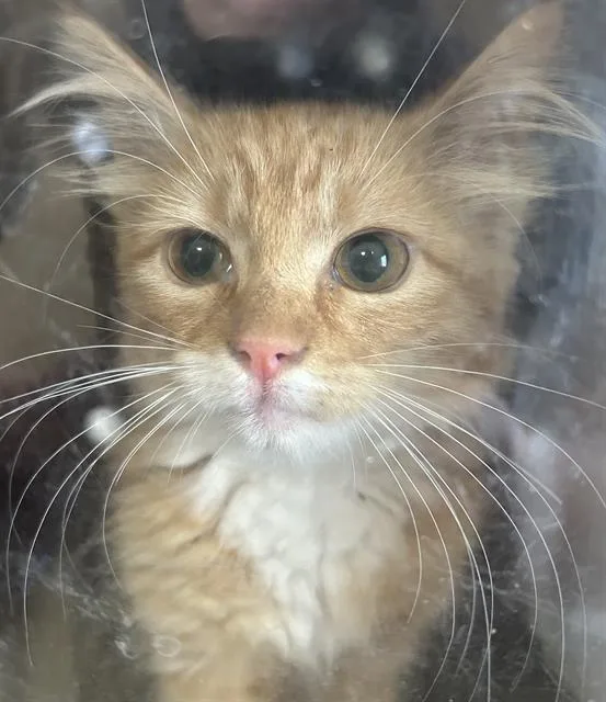 A baby medium-sized female Domestic Medium Hair cat named Cheezit for adoption in Lodi, CA