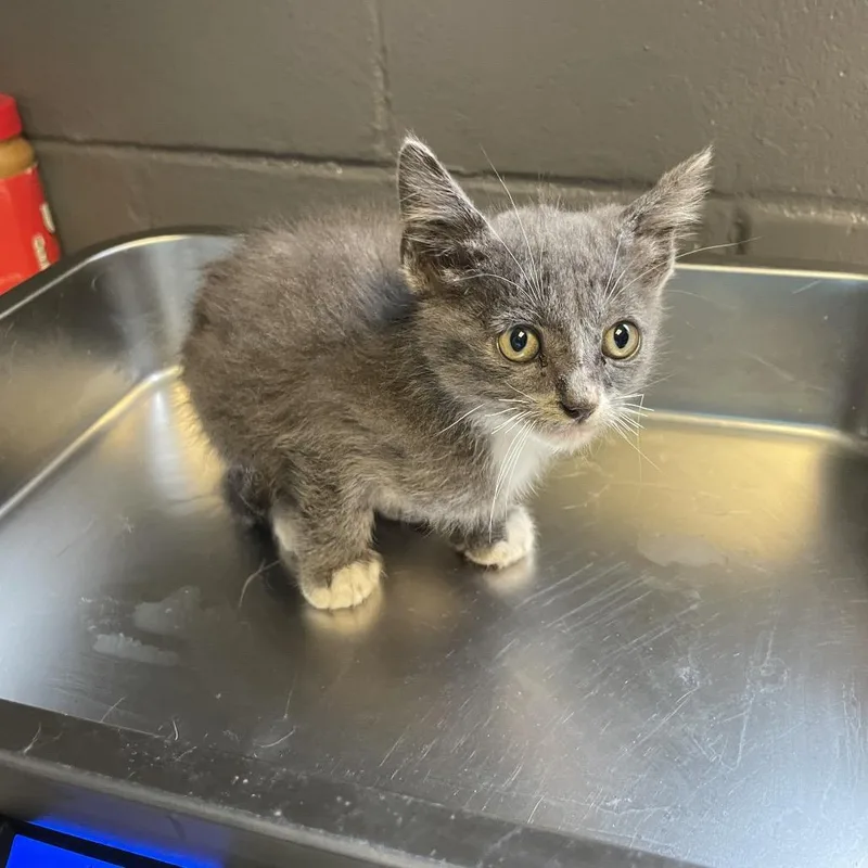 A baby small-sized male Gray / Blue / Silver Domestic Short Hair cat named Ham for adoption in Tuscaloosa, AL