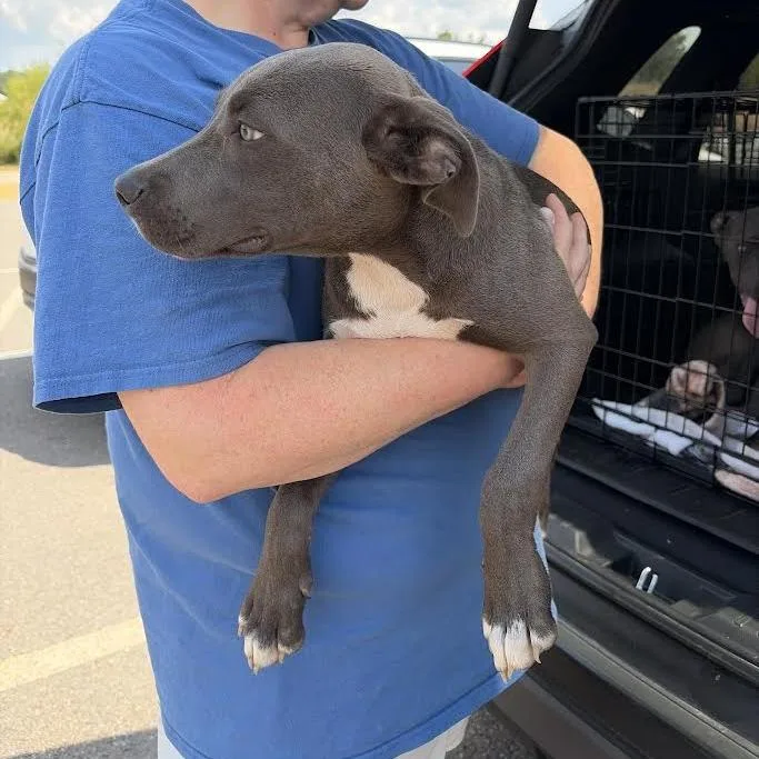 A baby small-sized male Gray / Blue / Silver Weimaraner dog named Aero for adoption in Marshall, TX