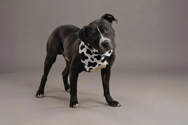 An adult large-sized male Pit Bull Terrier dog named Squints for adoption in Belleville, IL