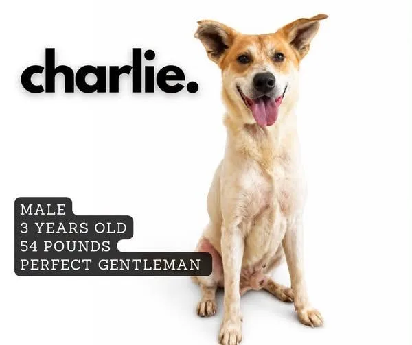 An adult large-sized male Mixed Breed dog named Charlie for adoption in Ashland, KY