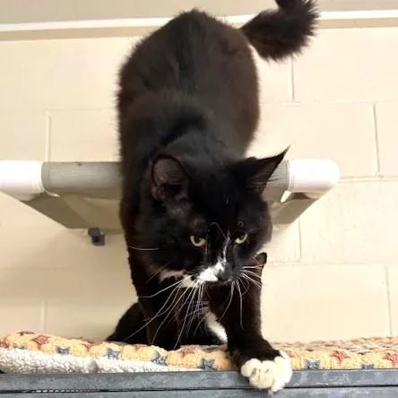 An adult medium-sized male Black Domestic Medium Hair cat named Frog for adoption in Long Beach, WA