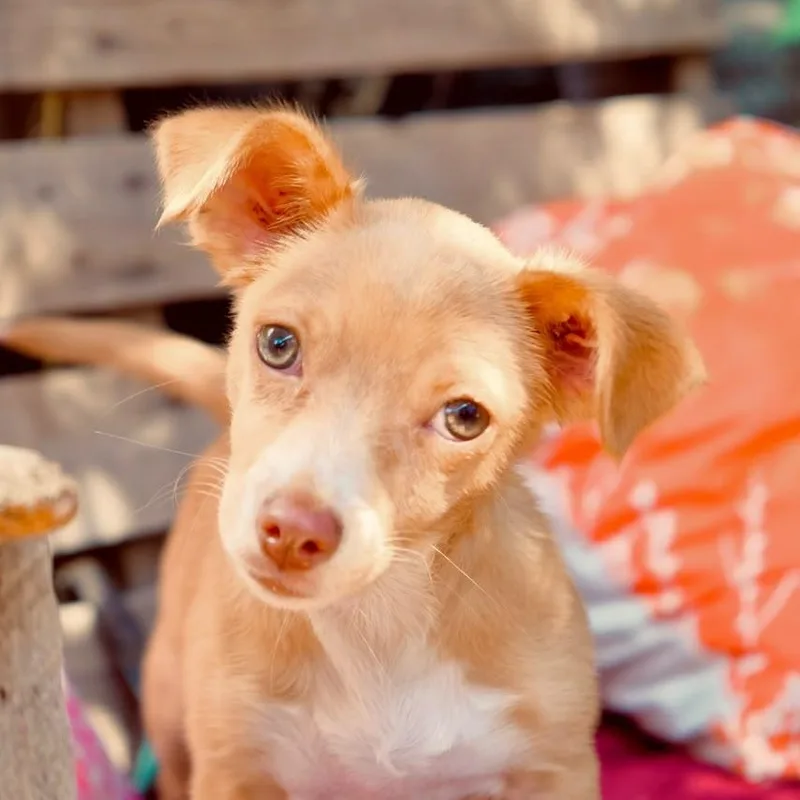 A baby small-sized female Chihuahua dog named Cherry for adoption in San Diego, CA