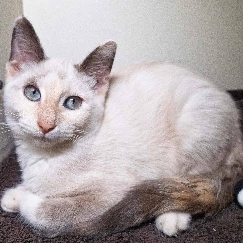 A young large-sized female Tortoiseshell Siamese cat named Alyssabeth for adoption in South Elgin, IL