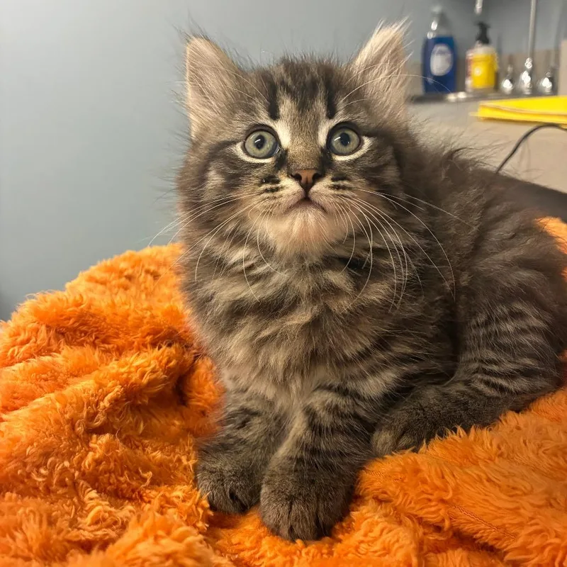 A baby small-sized female Domestic Medium Hair cat named Ginger for adoption in Oak Park, IL