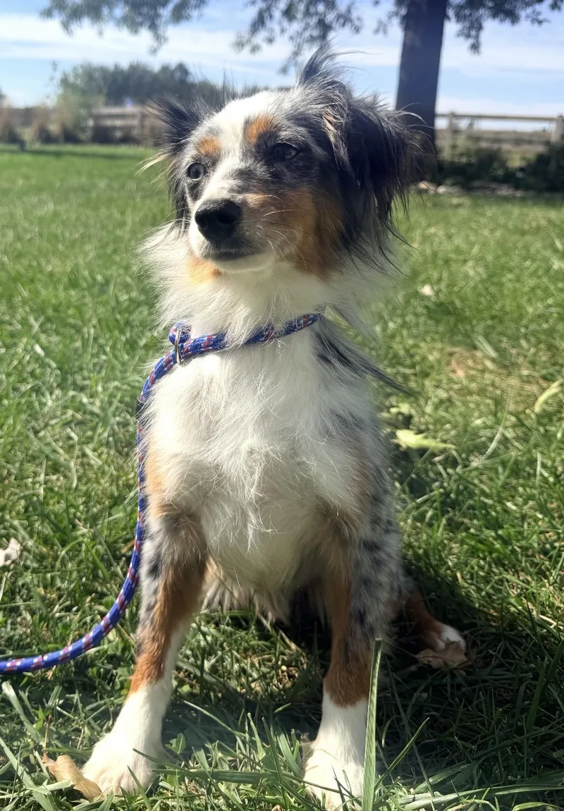 A young small-sized female Merle (Blue) Australian Shepherd dog named Mika for adoption in Louisburg, KS