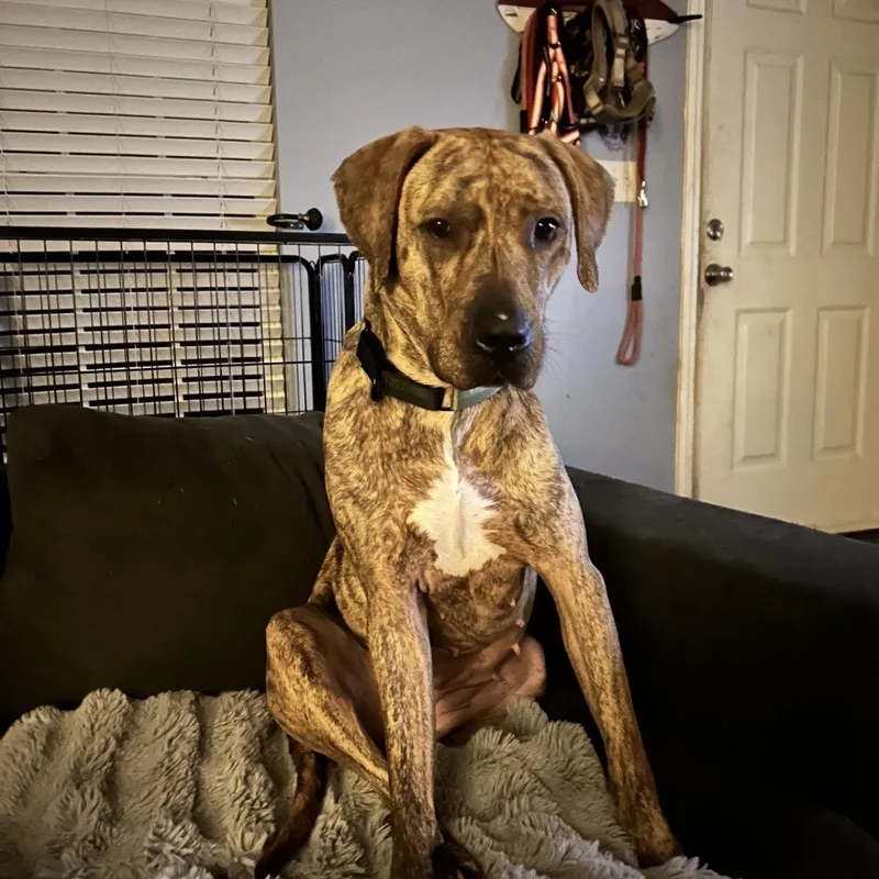 A young large-sized female Brindle Plott Hound dog named Lunell for adoption in CUMMING, GA