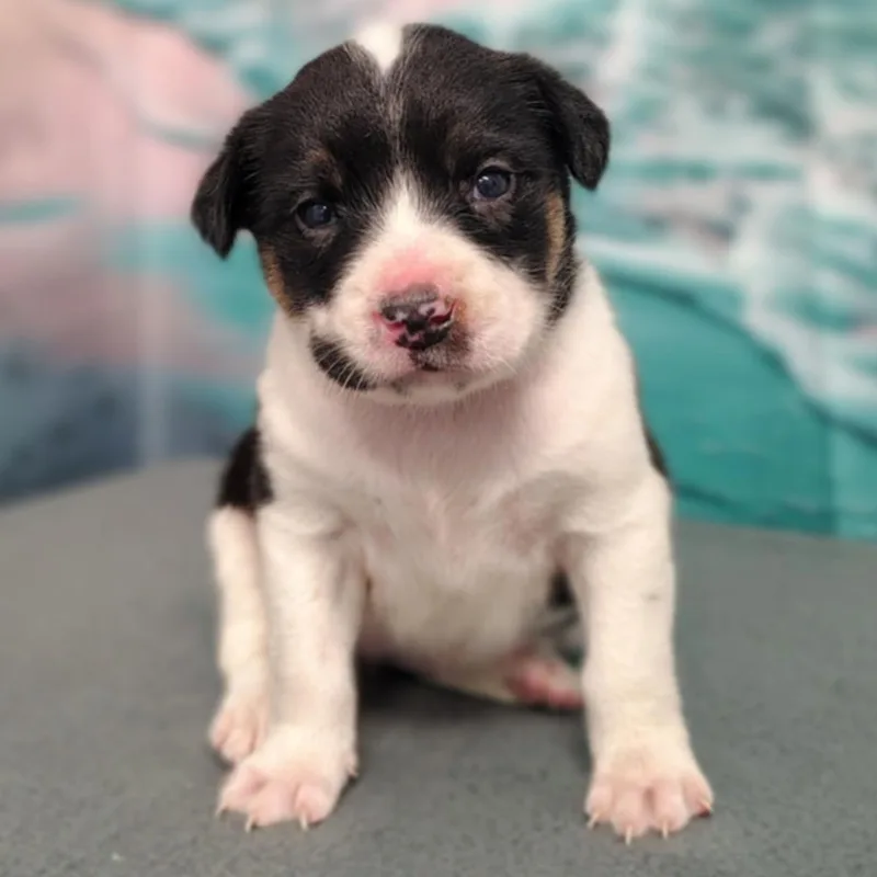 A baby medium-sized female White / Cream Cattle Dog dog named Ocean for adoption in Griswold, CT